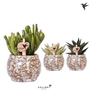 Kolibri Greens Succulenten mix in Safari pot