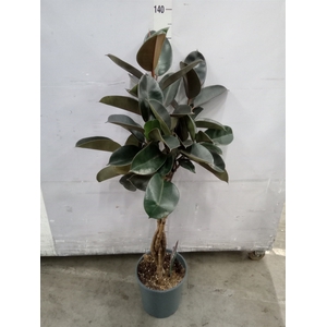 Ficus elastica 'Burgundy'