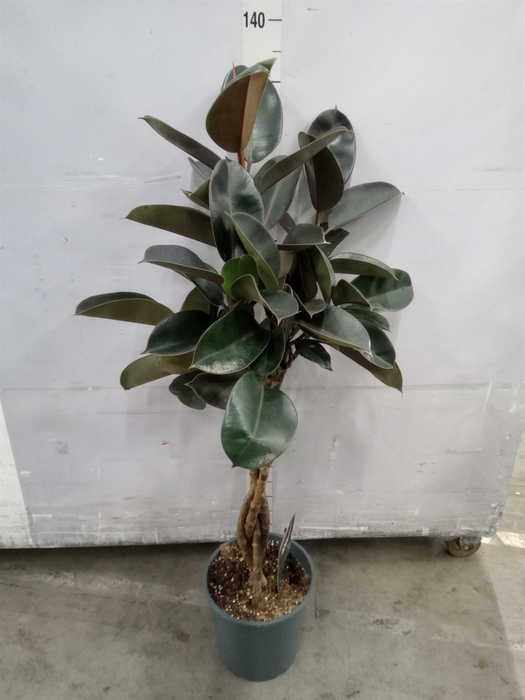 <h4>Ficus elastica 'Burgundy'</h4>