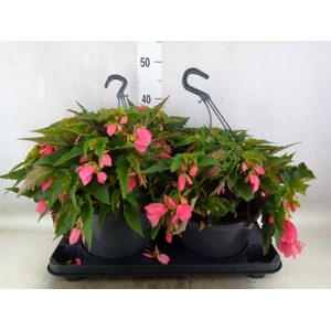 Begonia boliv. 'Encanto Pnk'