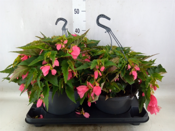 <h4>Begonia boliv. 'Encanto Pnk'</h4>