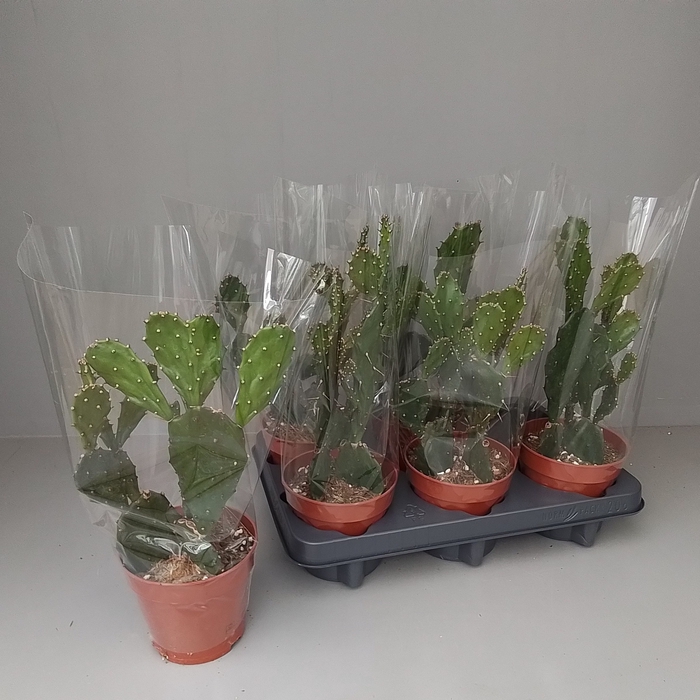 <h4>OPUNTIA</h4>
