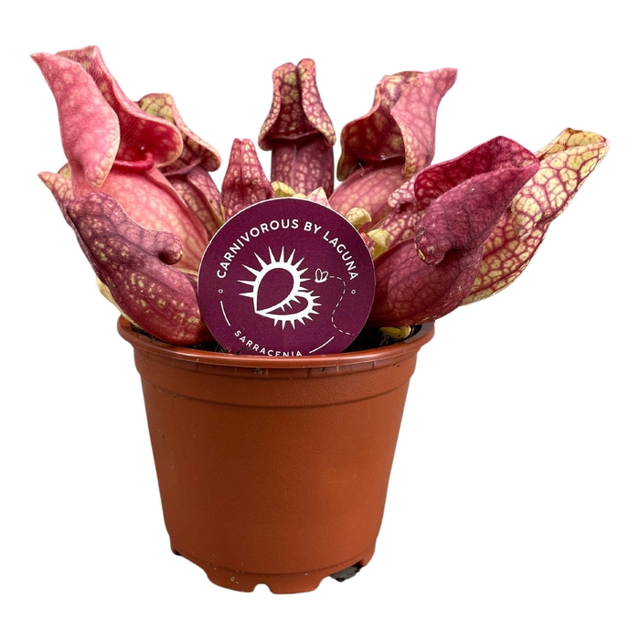 <h4>SARRACENIA OV</h4>