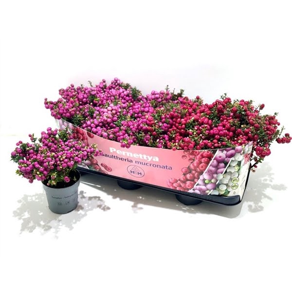 <h4>Gaultheria mucronata Mixtray</h4>