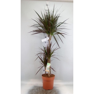 Dracaena marg. 'Magenta'