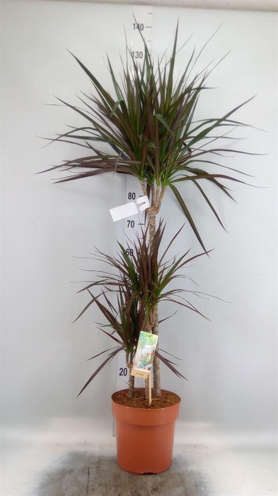 <h4>Dracaena marg. 'Magenta'</h4>