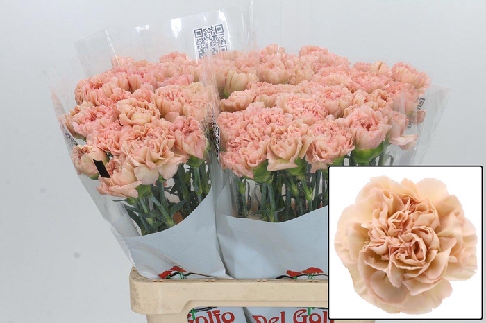 <h4>DI ST LEGE MARRONE</h4>