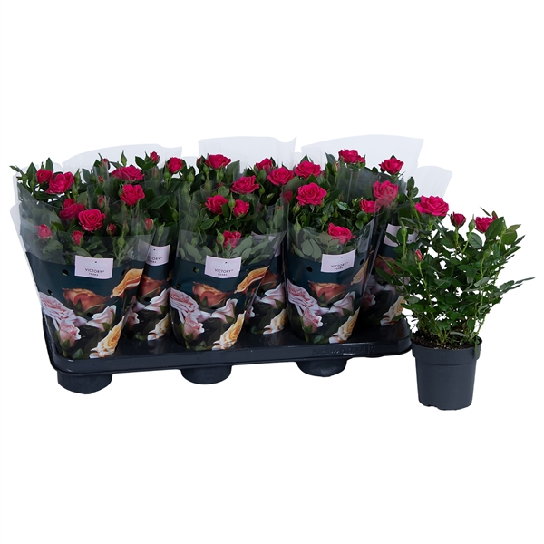 Nolina Roses Ø 10.5 cm Deep pink st. 1-2