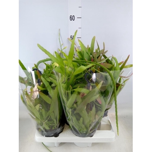 Rhipsalis   ...