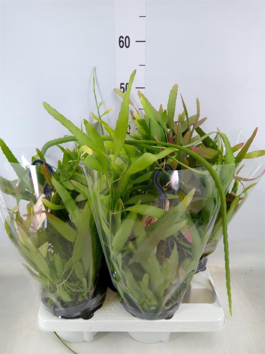 <h4>Rhipsalis   ...</h4>