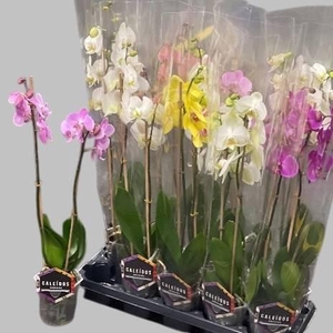 PHAL MIX 2 TAK 60CM