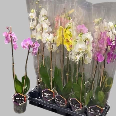 <h4>PHAL MIX 2 TAK 60CM</h4>