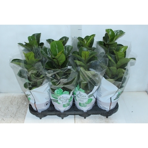 FICUS LYRATA BAMBINO P15 COMPACTO