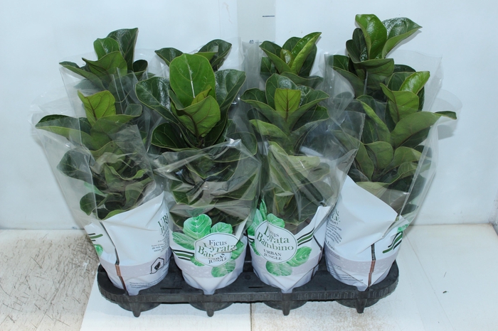 <h4>FICUS LYRATA BAMBINO P15 COMPACTO</h4>