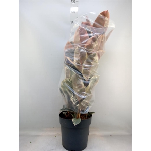 Ficus elastica 'Belize'