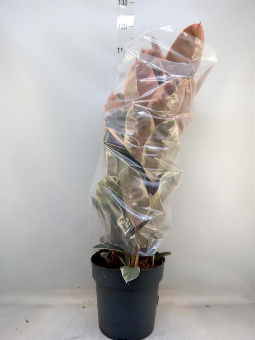 <h4>Ficus elastica 'Belize'</h4>