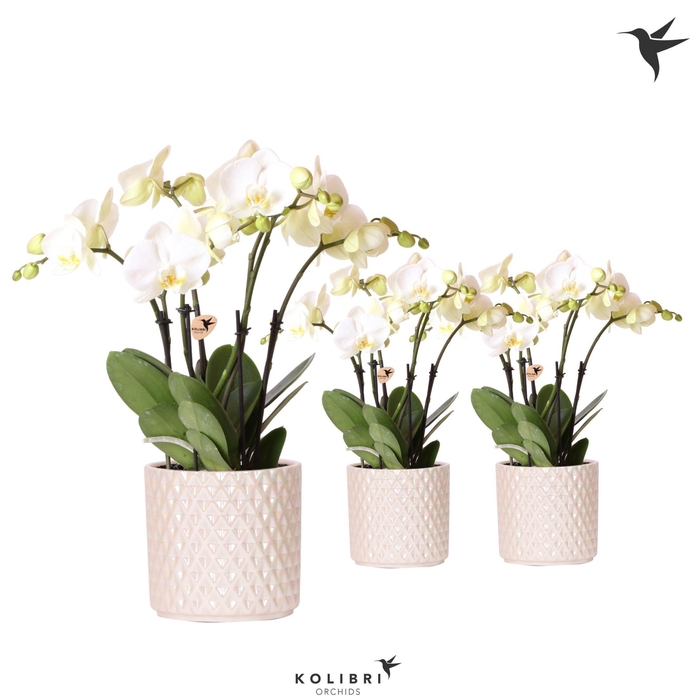 <h4>Kolibri Orchids Phalaenopsis Ghent 4spike in Diamond Pearl travertine</h4>