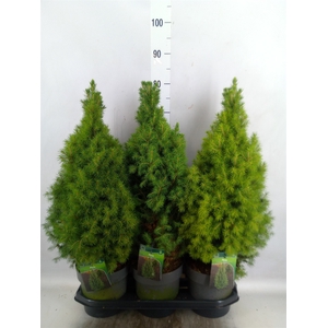 Picea glauca 'Perfecta'