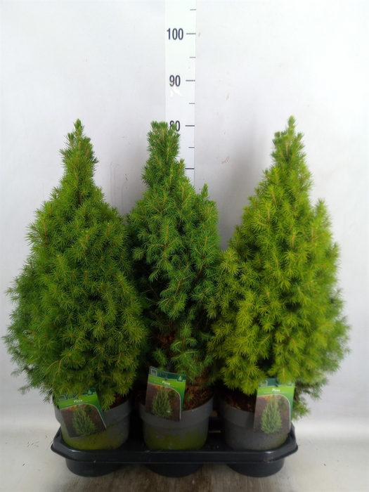 <h4>Picea glauca 'Perfecta'</h4>