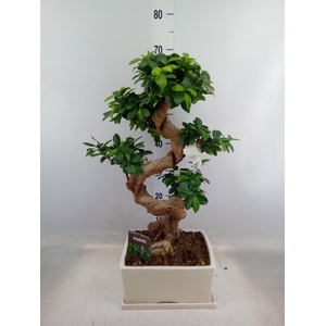 Ficus microcarpa 'Ginseng'