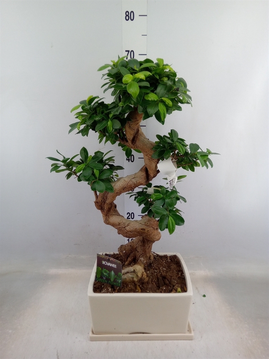 <h4>Ficus microcarpa 'Ginseng'</h4>