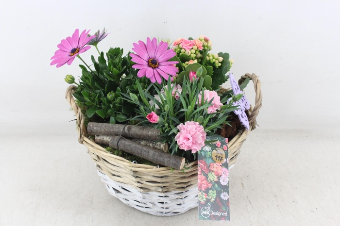 <h4>arr4 Outdoor MB - Mand duo x2</h4>