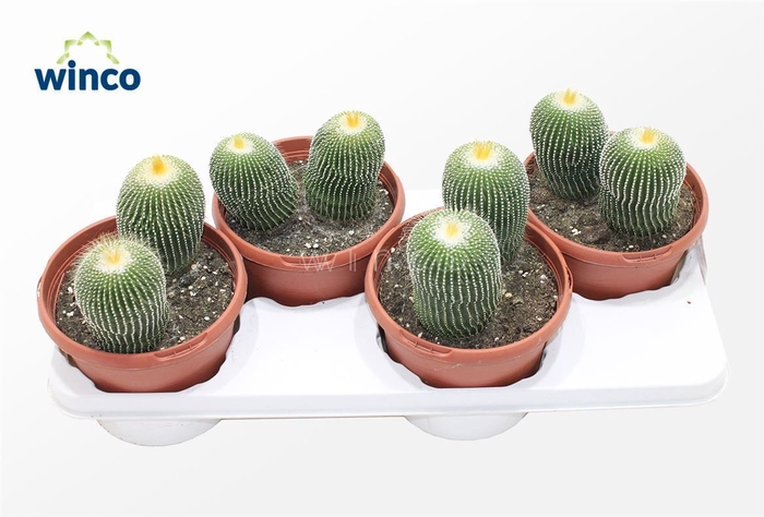 <h4>Notocactus Leninghausi Inermis (group)</h4>