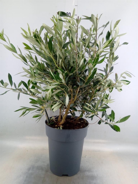 <h4>Olea europaea</h4>