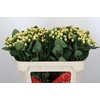 Hypericum Cool Romance