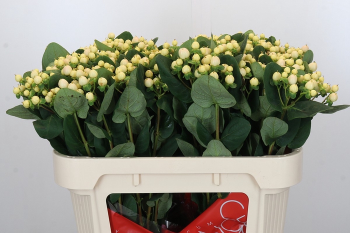 Hypericum Cool Romance