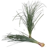 Beargrass (5 bos per bundel)