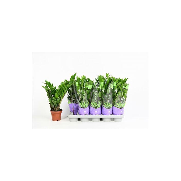 <h4>Zamio Zamiifolia 5+</h4>