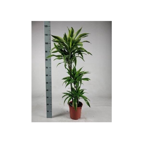 <h4>Dra De Lemon Lime 60-30-15 Cm</h4>