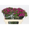Dianthus Br Amazon Neon Cherry