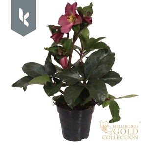 HGC Helleborus Ice N Roses Red
