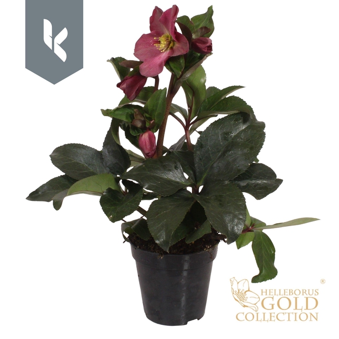 <h4>HGC Helleborus Ice N Roses Red</h4>