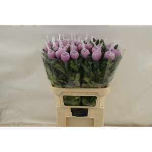 CHR G HORNBILL DARK