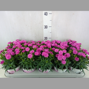 Dianthus car. 'Peman'