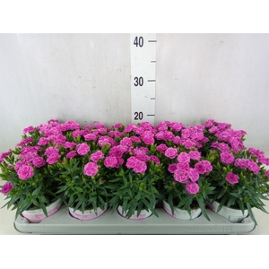 Dianthus car. 'Peman'