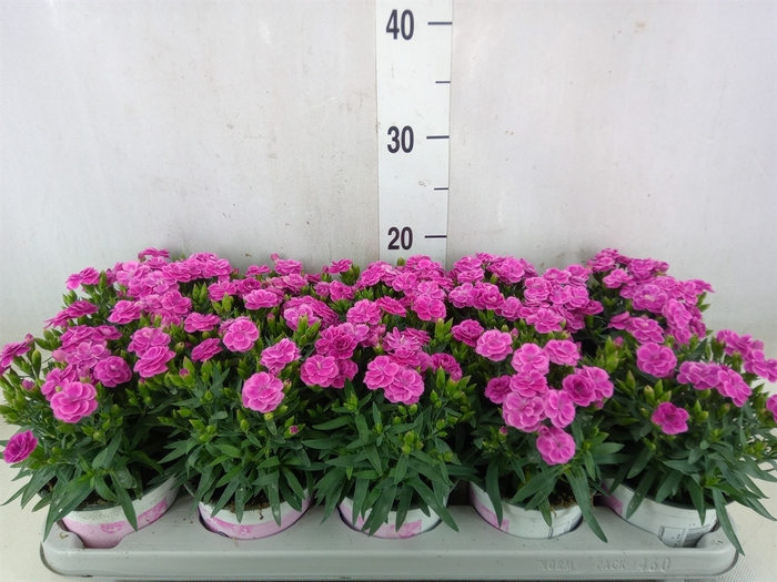 <h4>Dianthus car. 'Peman'</h4>