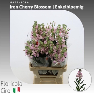 Matthiola Iron Cherry Blossom Enkelbloemig