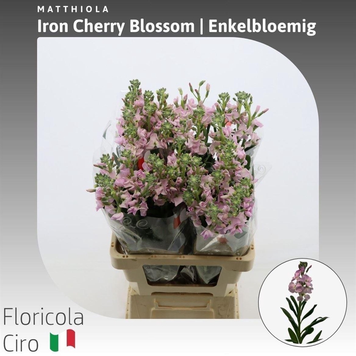 <h4>Matthiola Iron Cherry Blossom Enkelbloemig</h4>