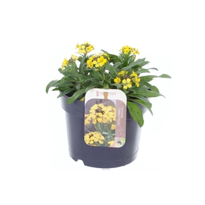 Erysimum Canaries Yellow