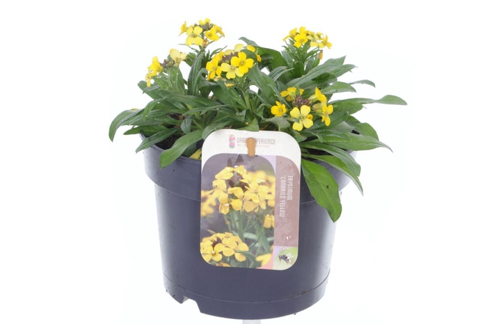 <h4>Erysimum Canaries Yellow</h4>