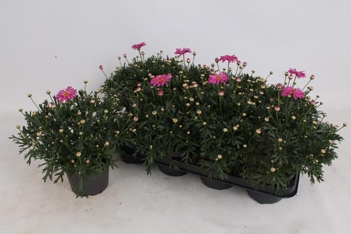 <h4>ARG LA RITA PINK</h4>