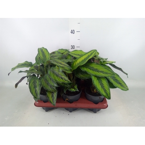 Calathea   ...