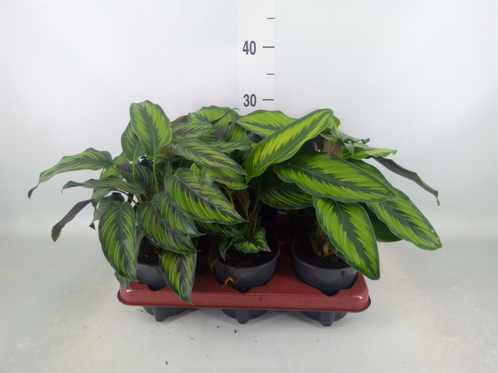 <h4>Calathea   ...</h4>