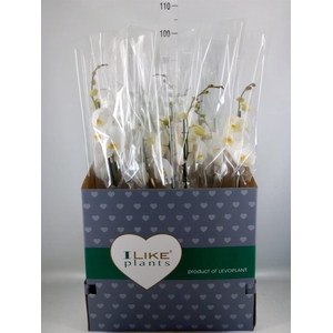 Phalaenopsis ...white