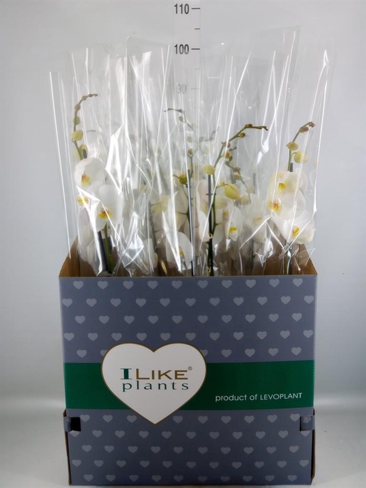 <h4>Phalaenopsis ...white</h4>