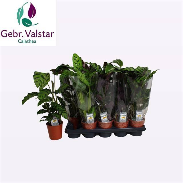 <h4>CALAT GEM 3 SRT</h4>